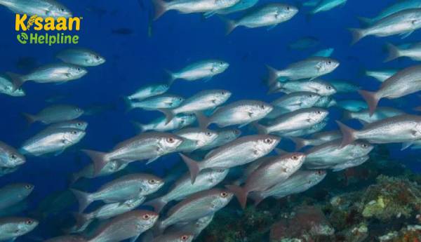 आज नरेंद्र मोदी "प्रधानमंत्री मत्स्य सम्पदा योजना" (PMMSY) को डिजिटल रूप से बिहार में लॉन्च करेंगे